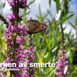 Alexander Andorff - I en Ørken av Smerte (mp3)